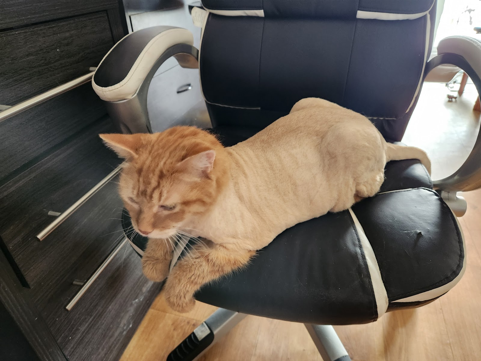 Chat roux après une tonte, allongé sur un fauteuil