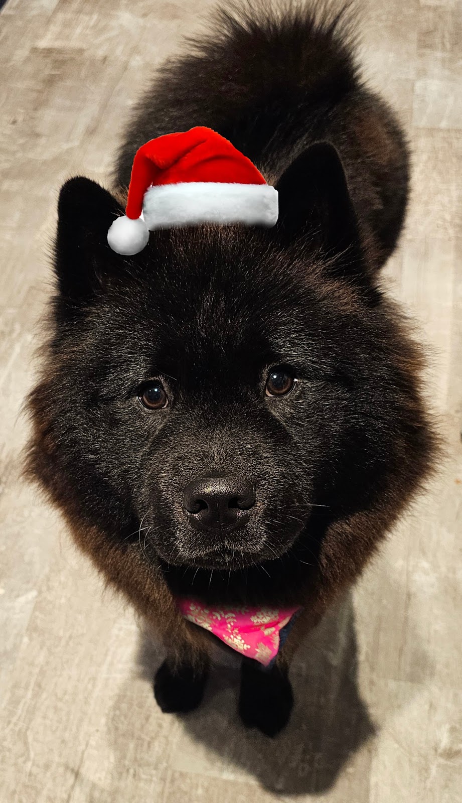 Chien noir au pelage épais, bonnet de Noël et foulard rose, après son toilettage