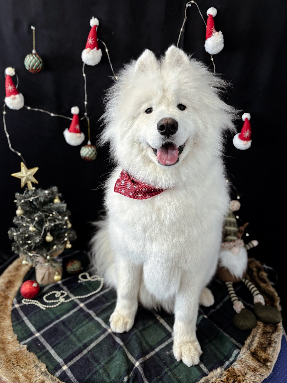 Samoyède fraîchement toiletté, foulard rouge, devant un décor de Noël au salon Le Chic Chien